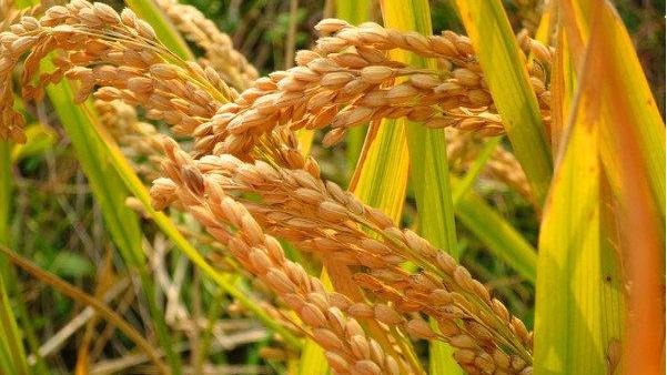 ͼƬ�� ��Ƶĵ��� �������貵Ĺ��� �ṩ��-�����.jpeg