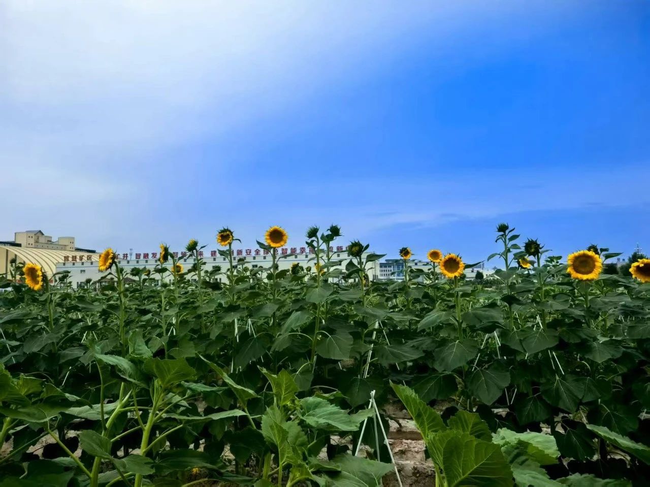 1755757518482265.jpeg 1.jpg